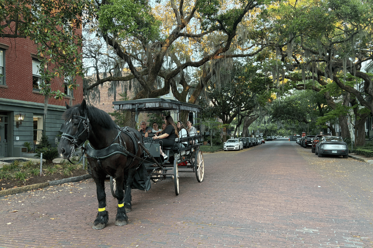 horse carriage ride in savannah georgia. 